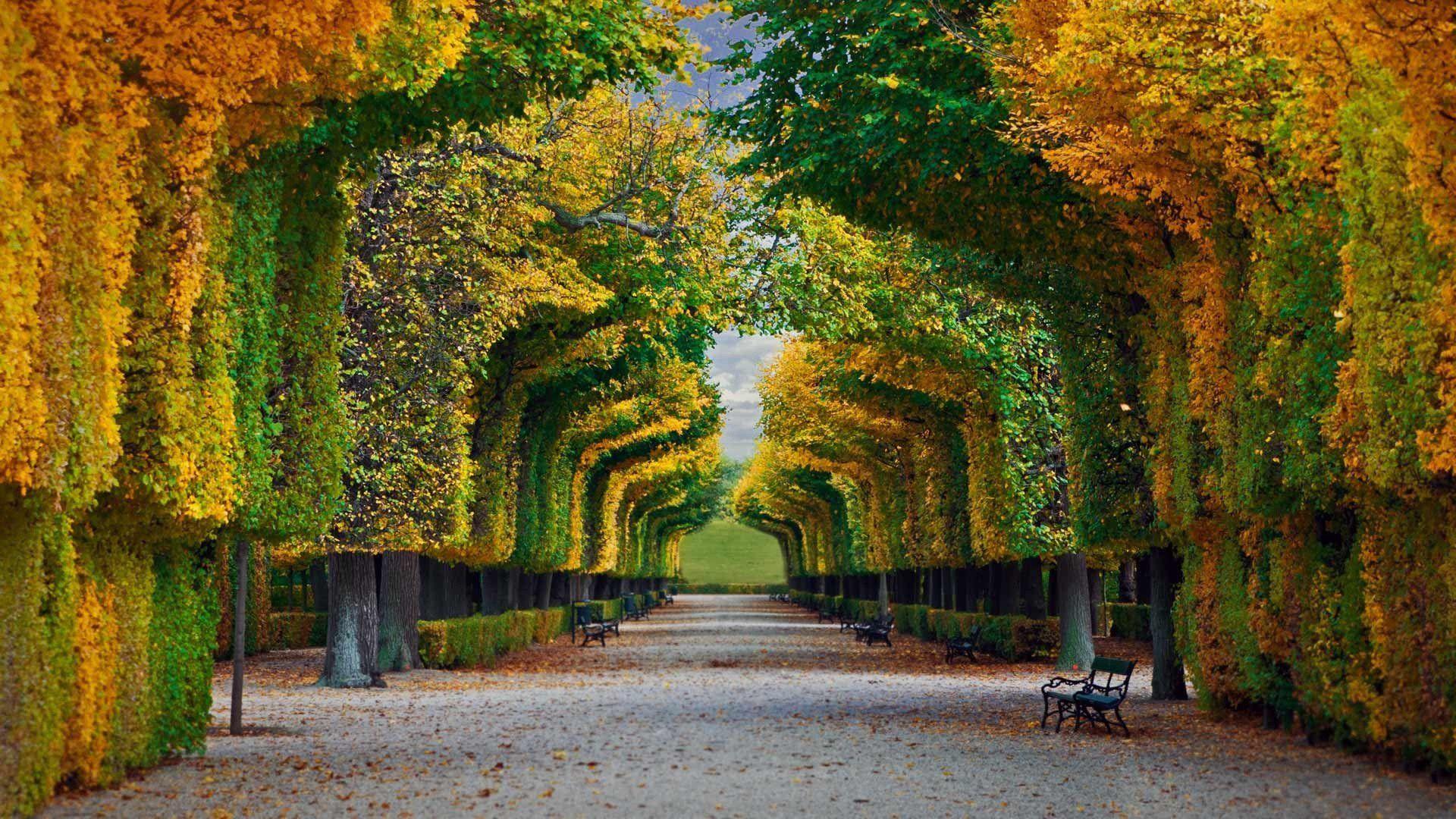 1920x1080 nature, Landscape, Trees, Forest, Fall, Park, Bench, Leaves