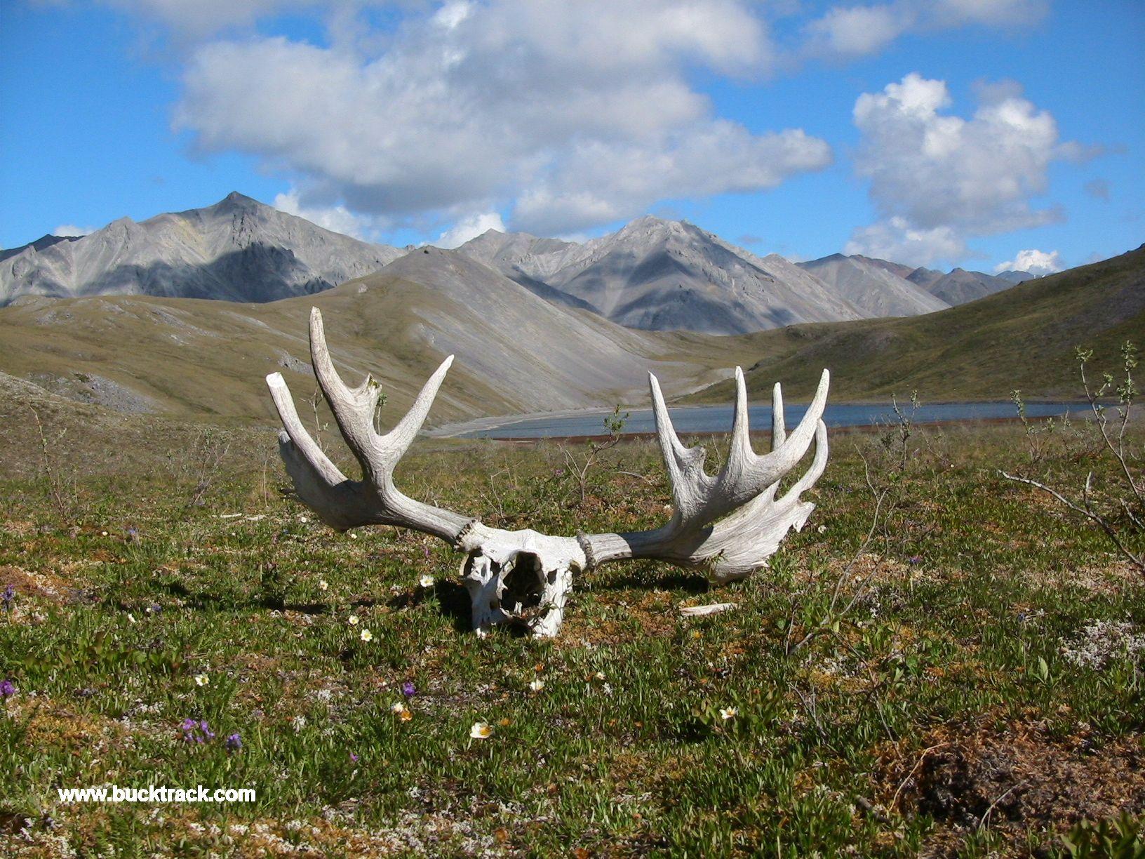1632x1224 Alaska Desktop Background
