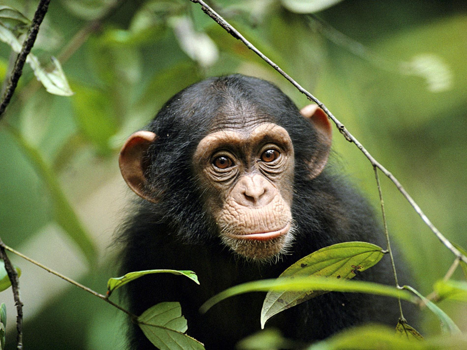 Chimpanzee Wallpapers - Top Free Chimpanzee Backgrounds - WallpaperAccess