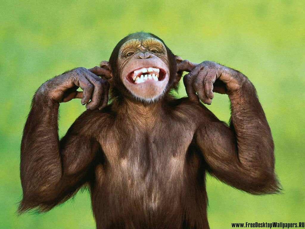 1024x768 Chimpanzee Wallpaper 22 X 768