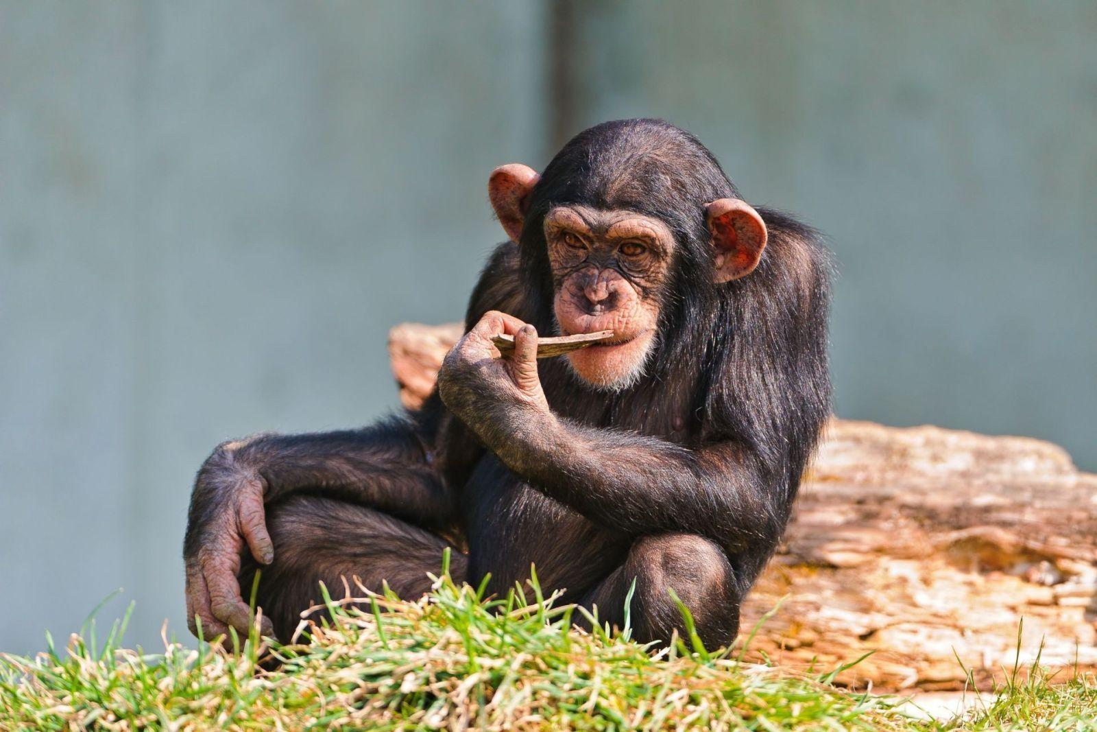 1600x1067 Chimpanzee playing with stick Wallpaper for Desktop