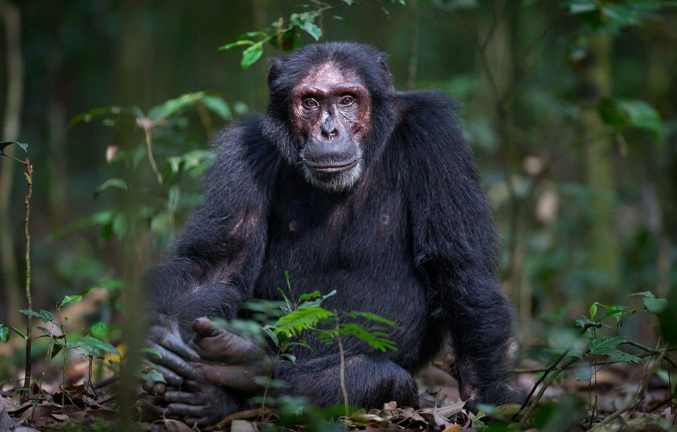 1332x850 Wallpaper nature, monkey, Chimpanzee image for desktop