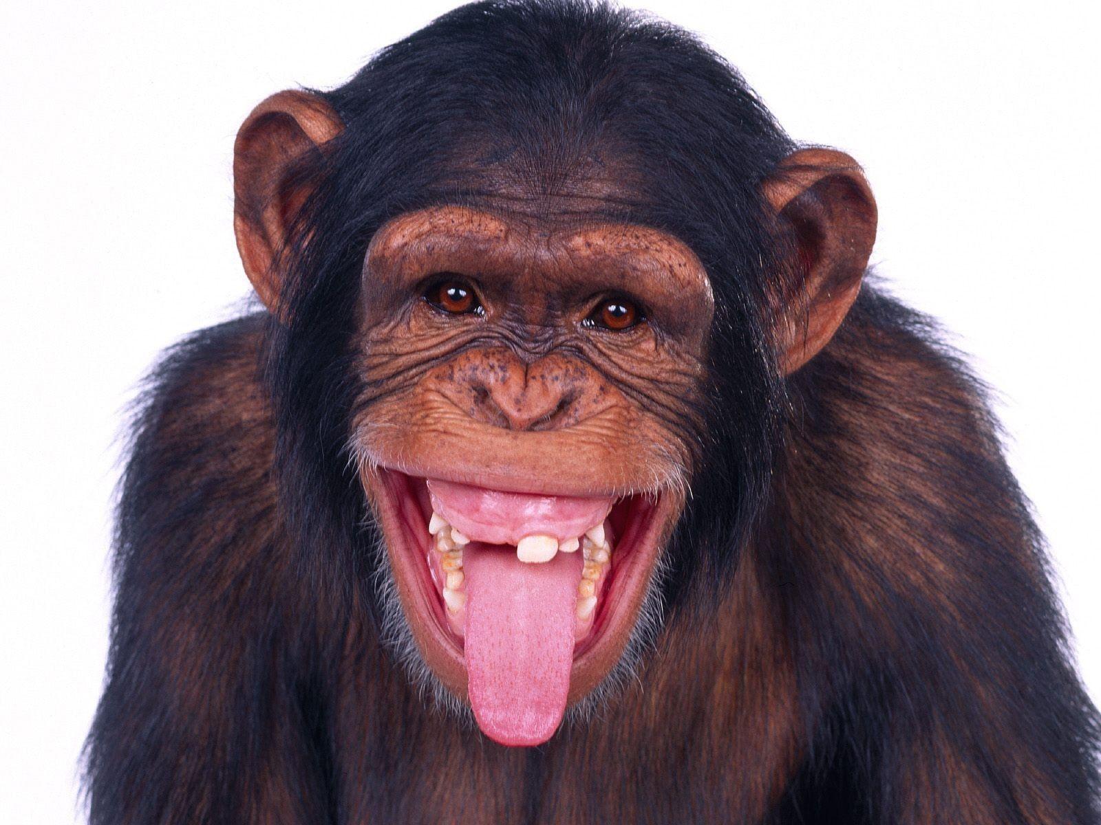 1600x1200 Chimpanzee HD Wallpaper Image Picture Photo Download