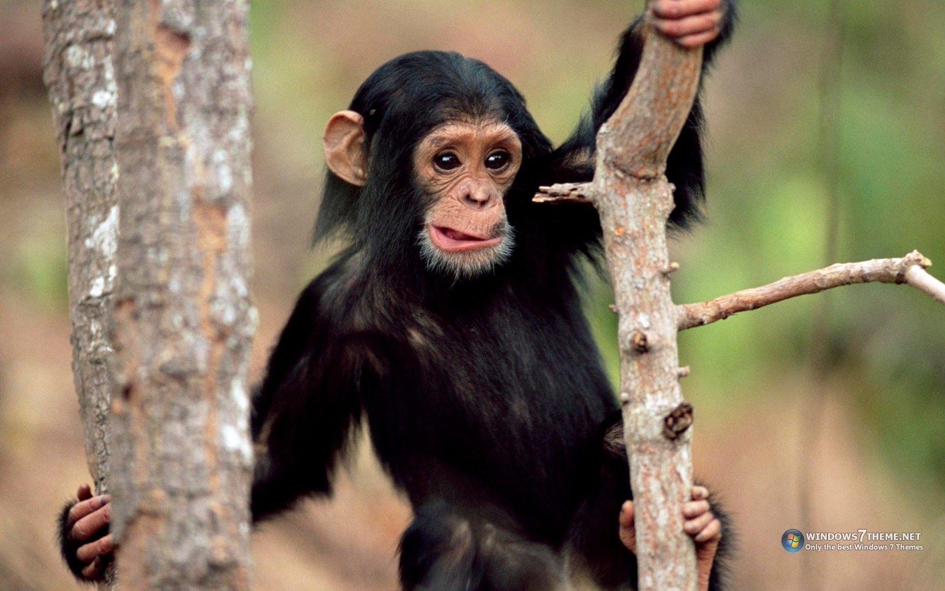 1920x1200 animals, Chimpanzee, Funny, Animals Wallpaper HD / Desktop