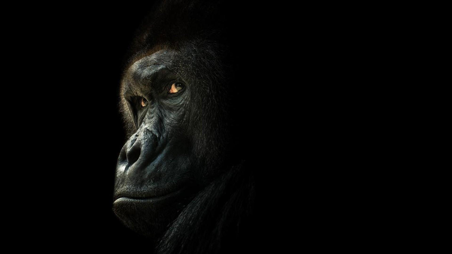 Gorilla Wallpapers Top Free Gorilla Backgrounds Wallpaperaccess Images