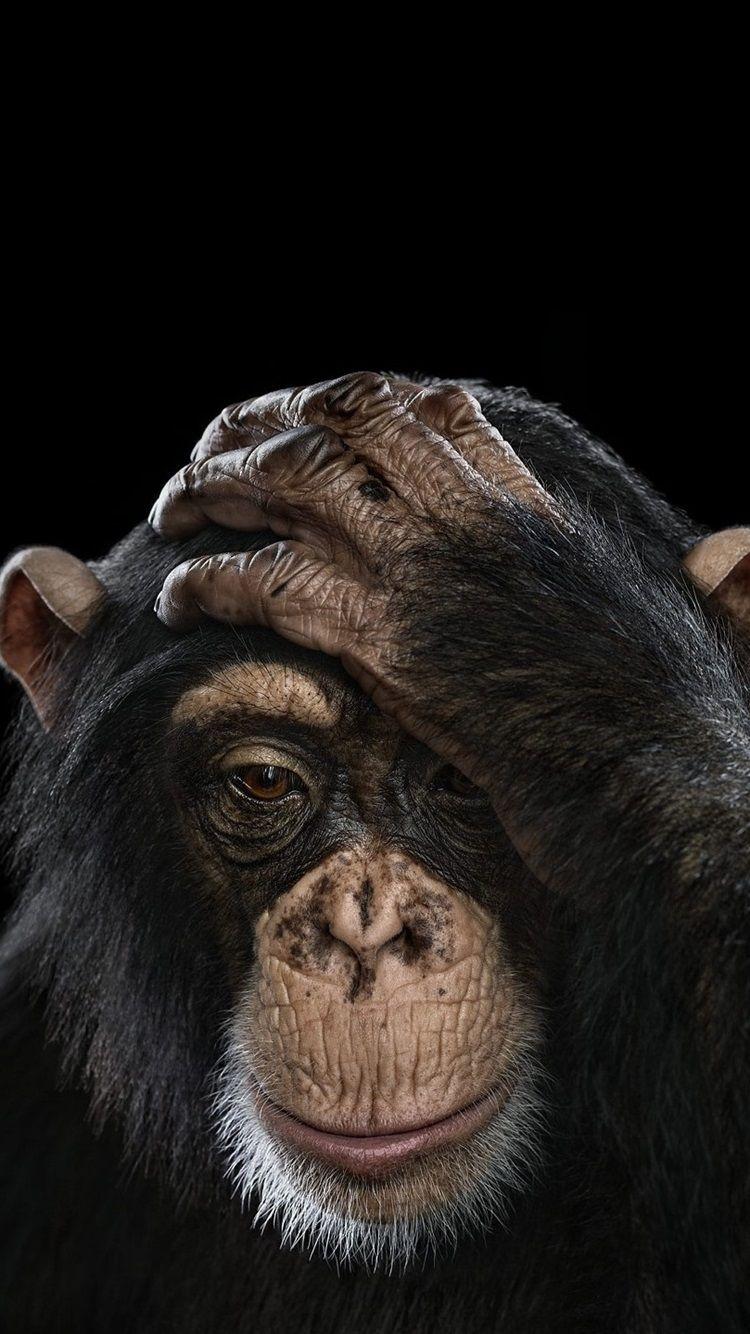750x1334 Wallpaper Chimpanzee, black background 2560x1440 QHD Picture