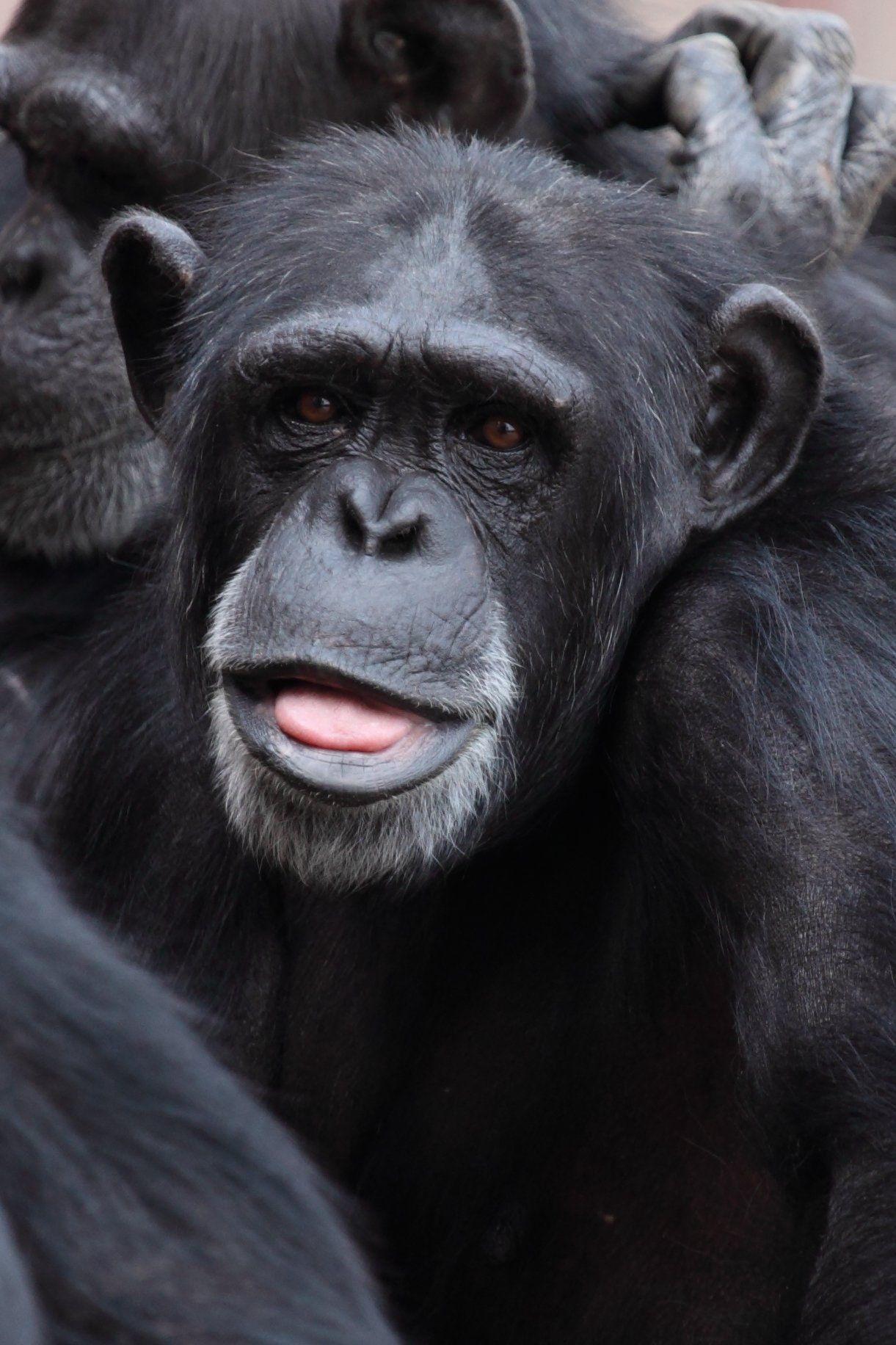 1221x1832 Black Chimpanzee · Free