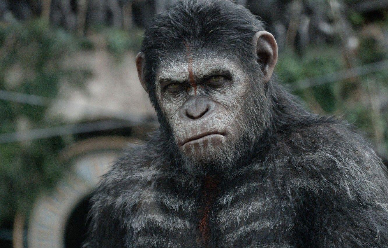 1332x850 Wallpaper monkey, monkey, Caesar, Caesar, chimpanzees
