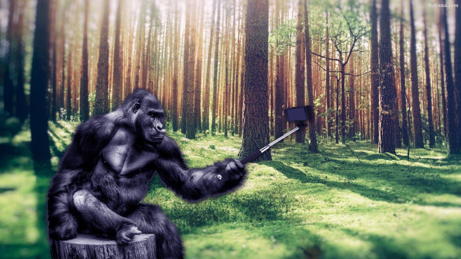 1920x1080 Gorilla Desktop Wallpaper 30427