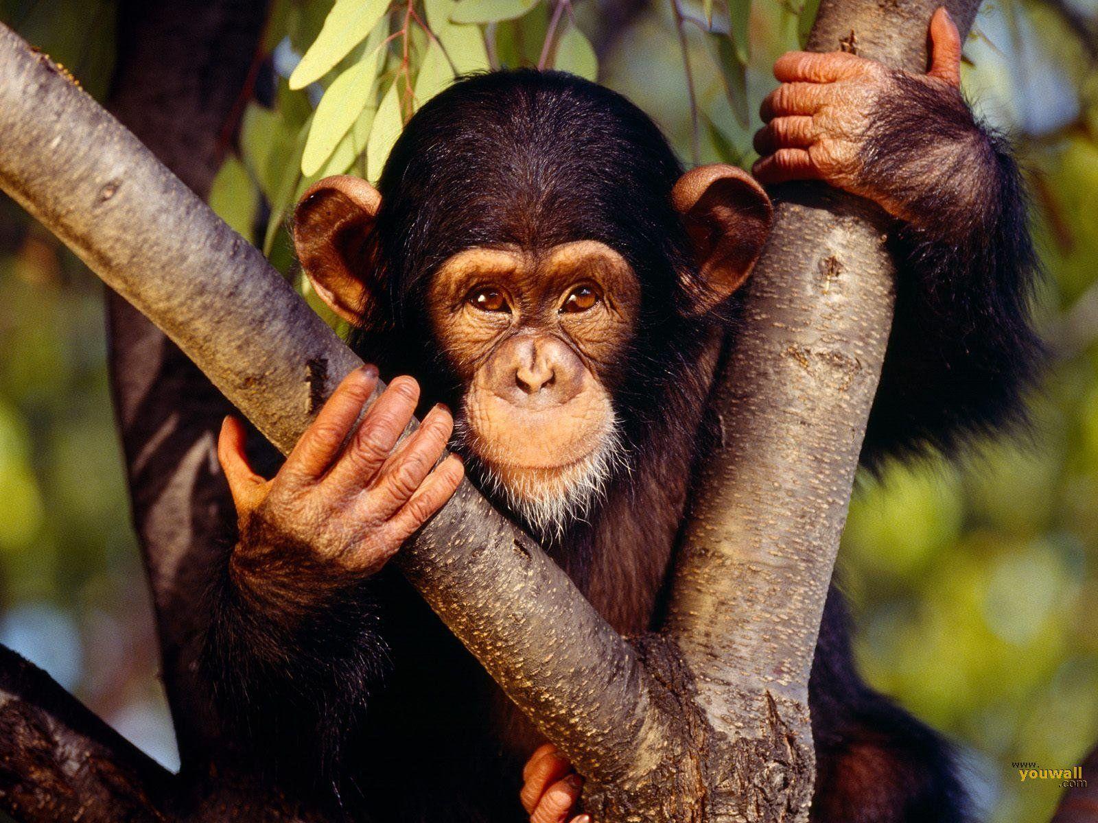 1600x1200 Monkey Wallpaper First HD Wallpaper. wallpaper. Monkey