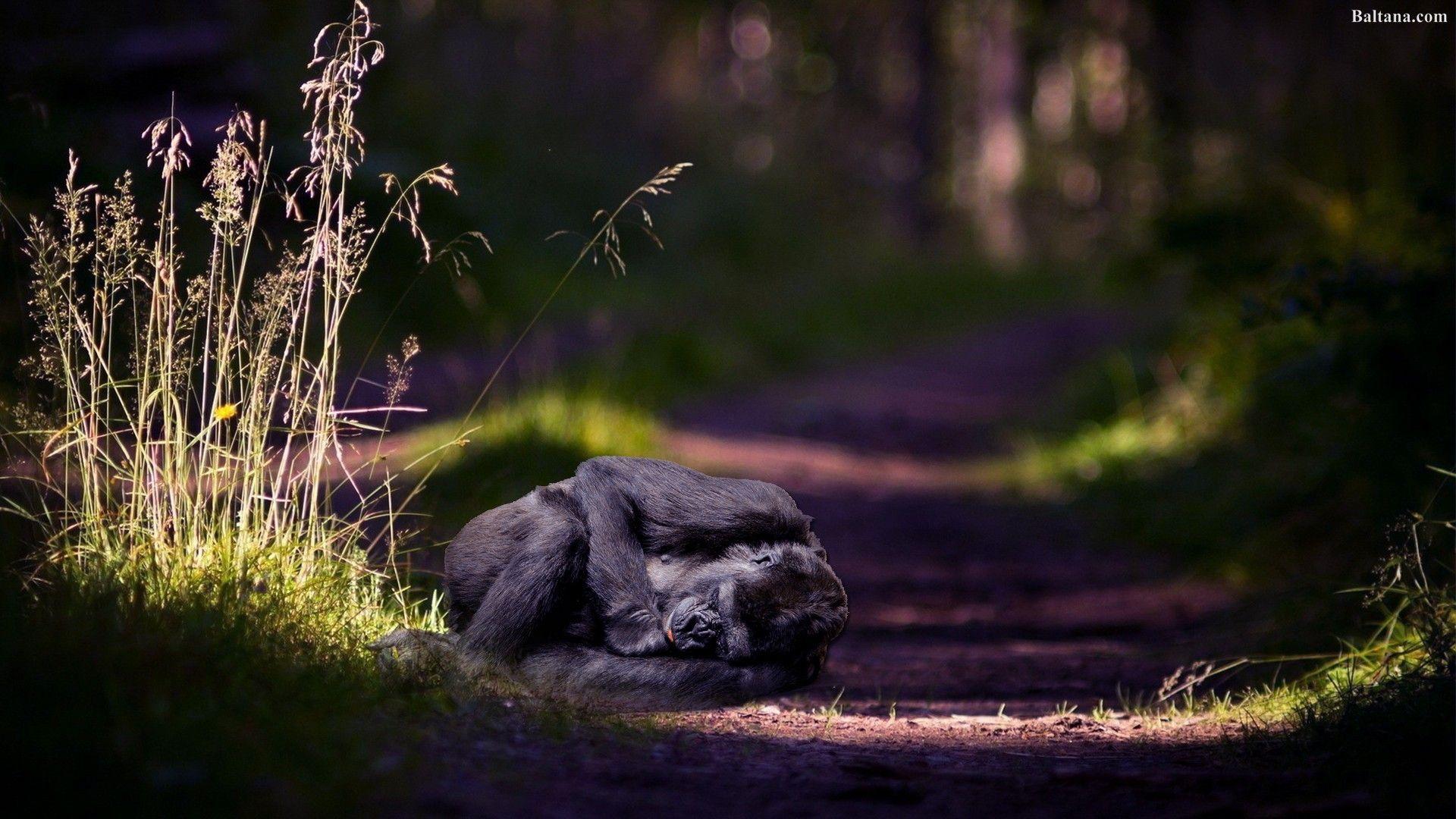 1920x1080 Gorilla Wallpaper