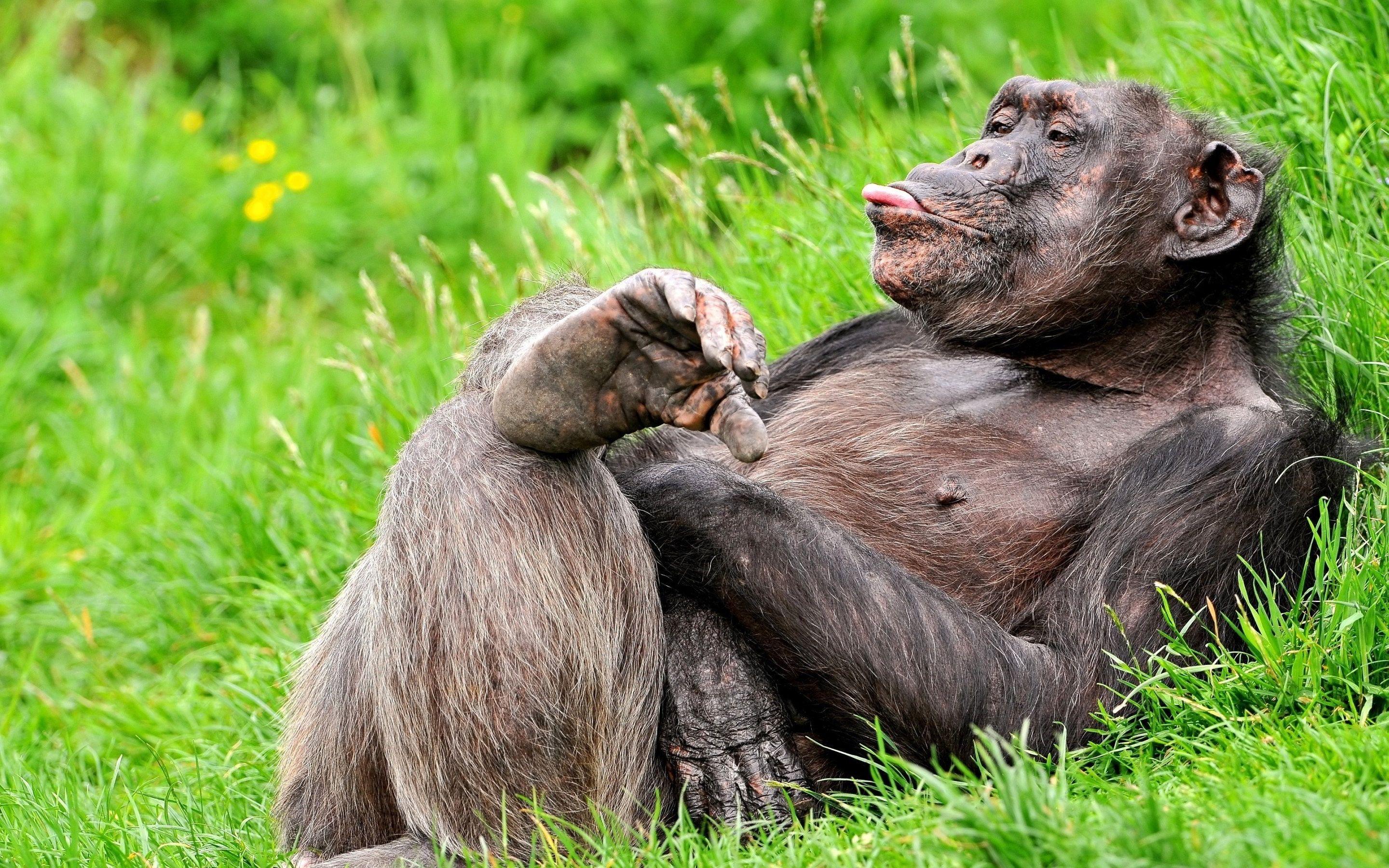 2880x1800 Chimpanzee Wallpaper 13 X 1800