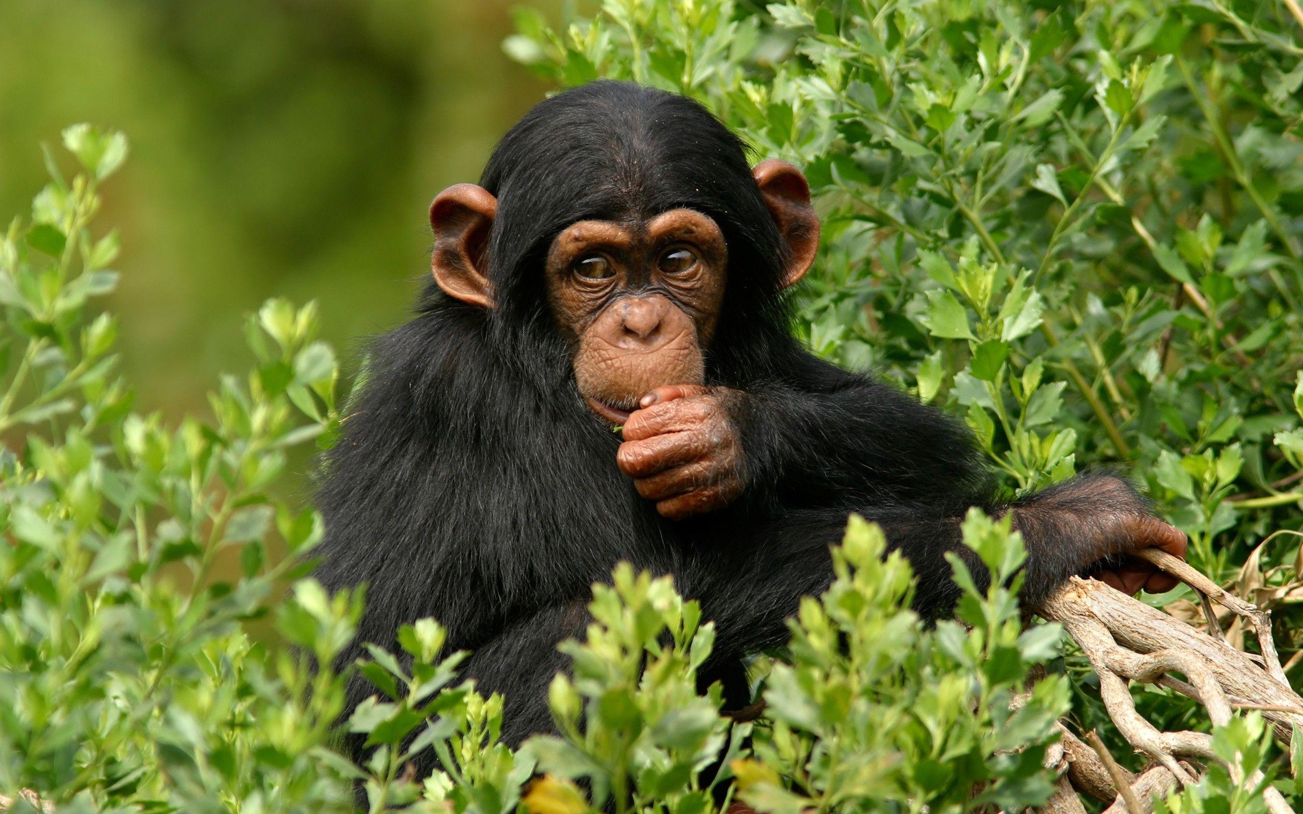 2560x1600 animals, apes, chimpanzee wallpaper