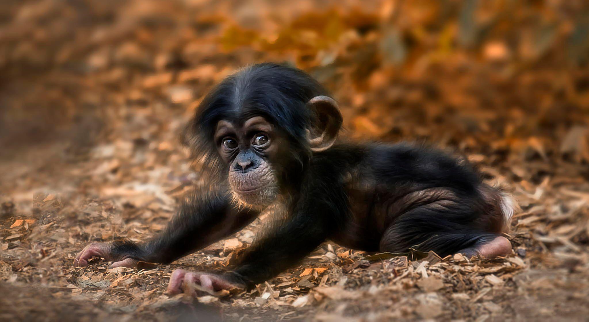 2048x1121 Cute Baby Chimpanzee HD Wallpaper. Background Image