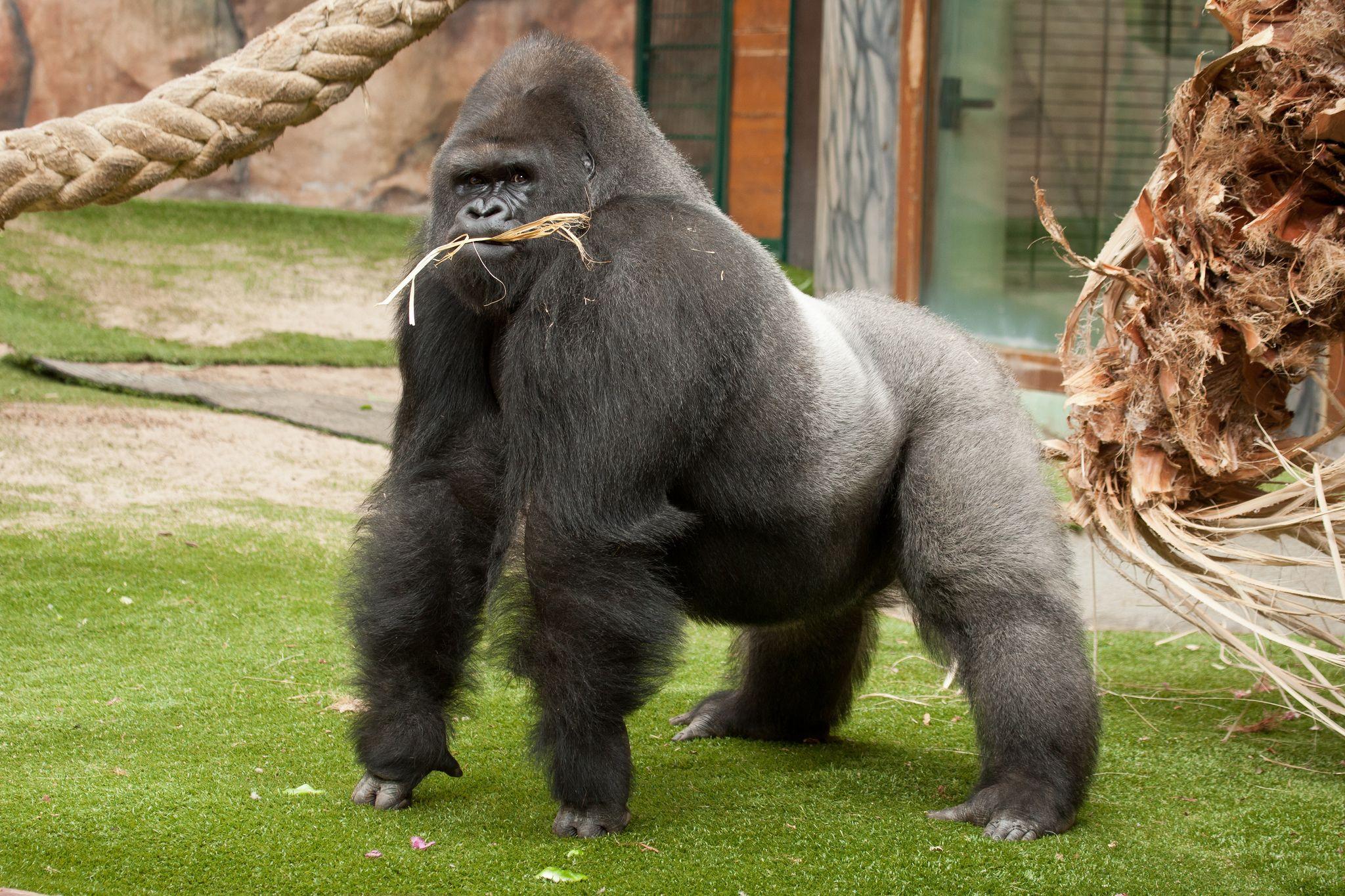 2048x1365 Thoughtful Gorilla HD Wallpaper