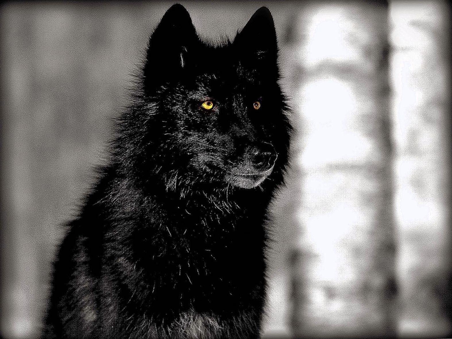 1574x1180 Black Wolf HD Wallpaper Wallpaper.Pro
