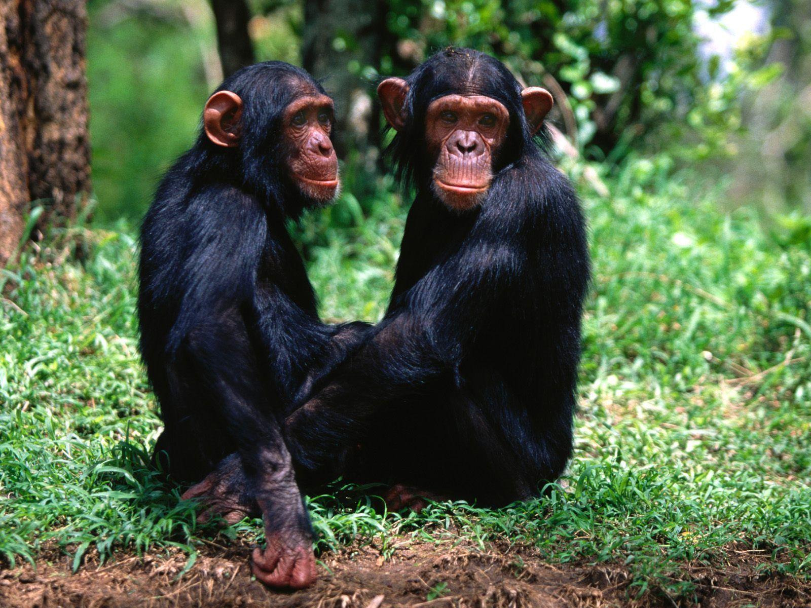 1600x1200 Monkey Wallpaper HD Picture One HD Wallpaper Picture