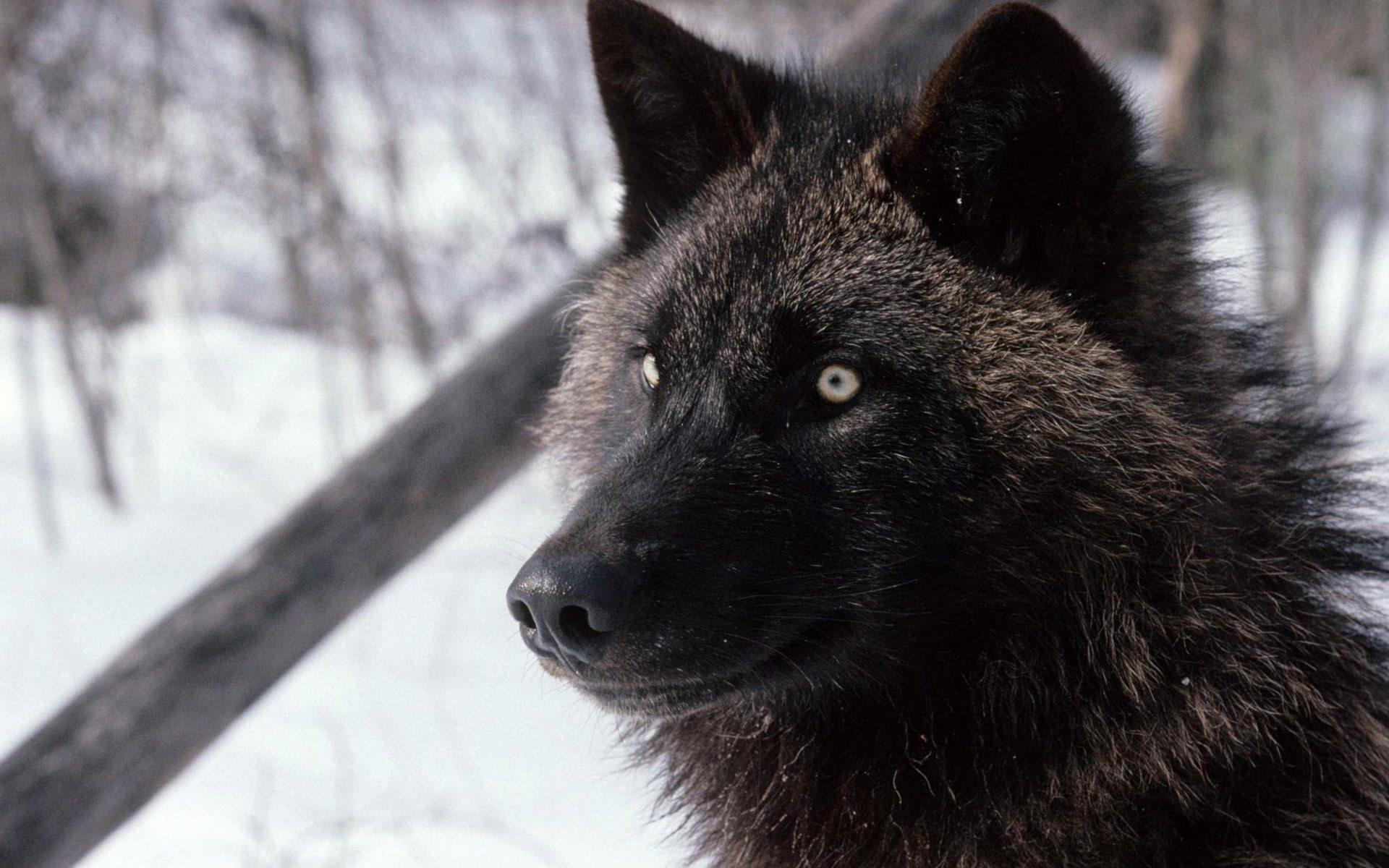 1920x1200 Black Wolf Wallpaper Free HD Download