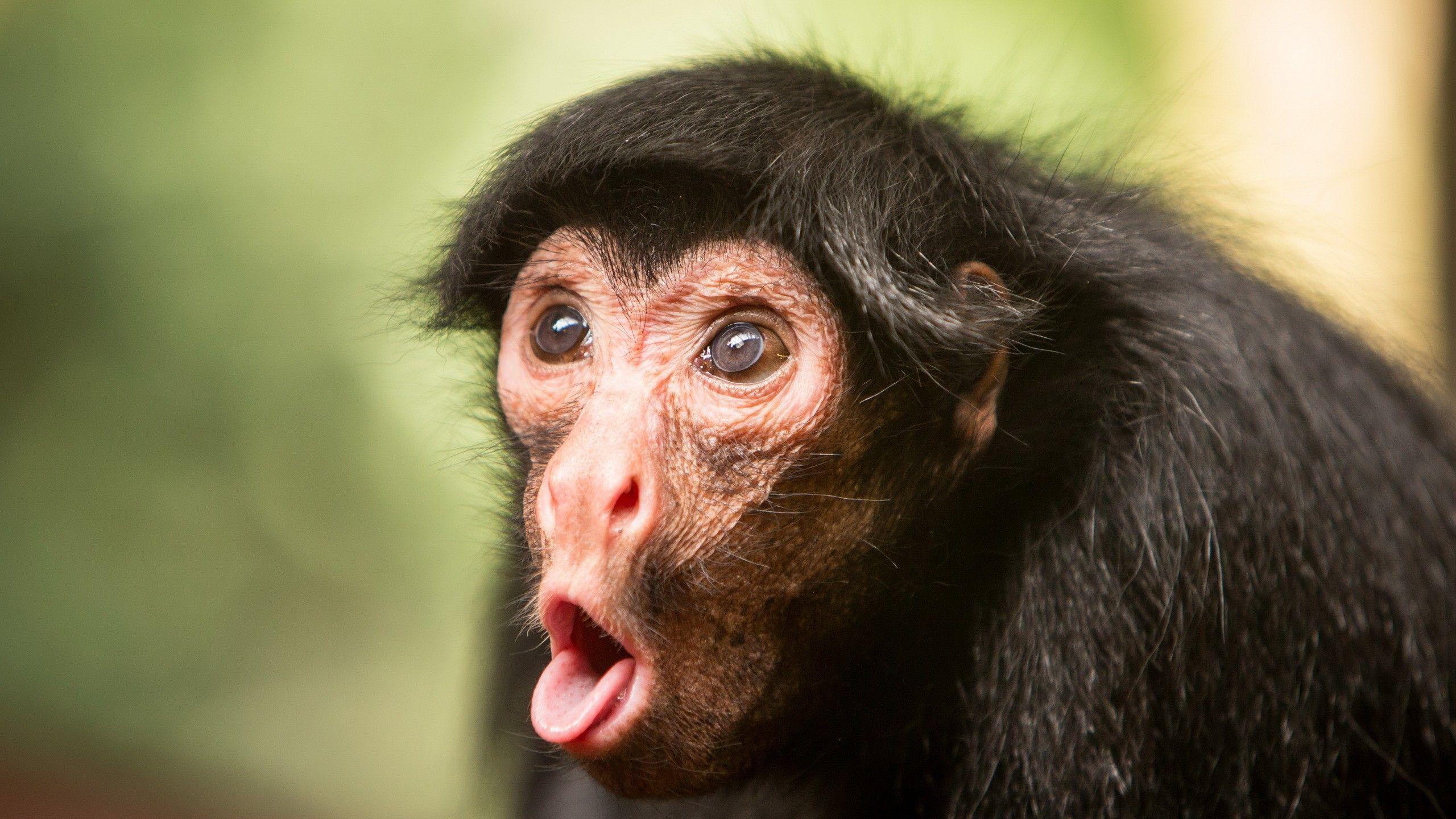 2560x1440 Wallpaper Chimpanzee, monkey, cute animals, funny, Animals