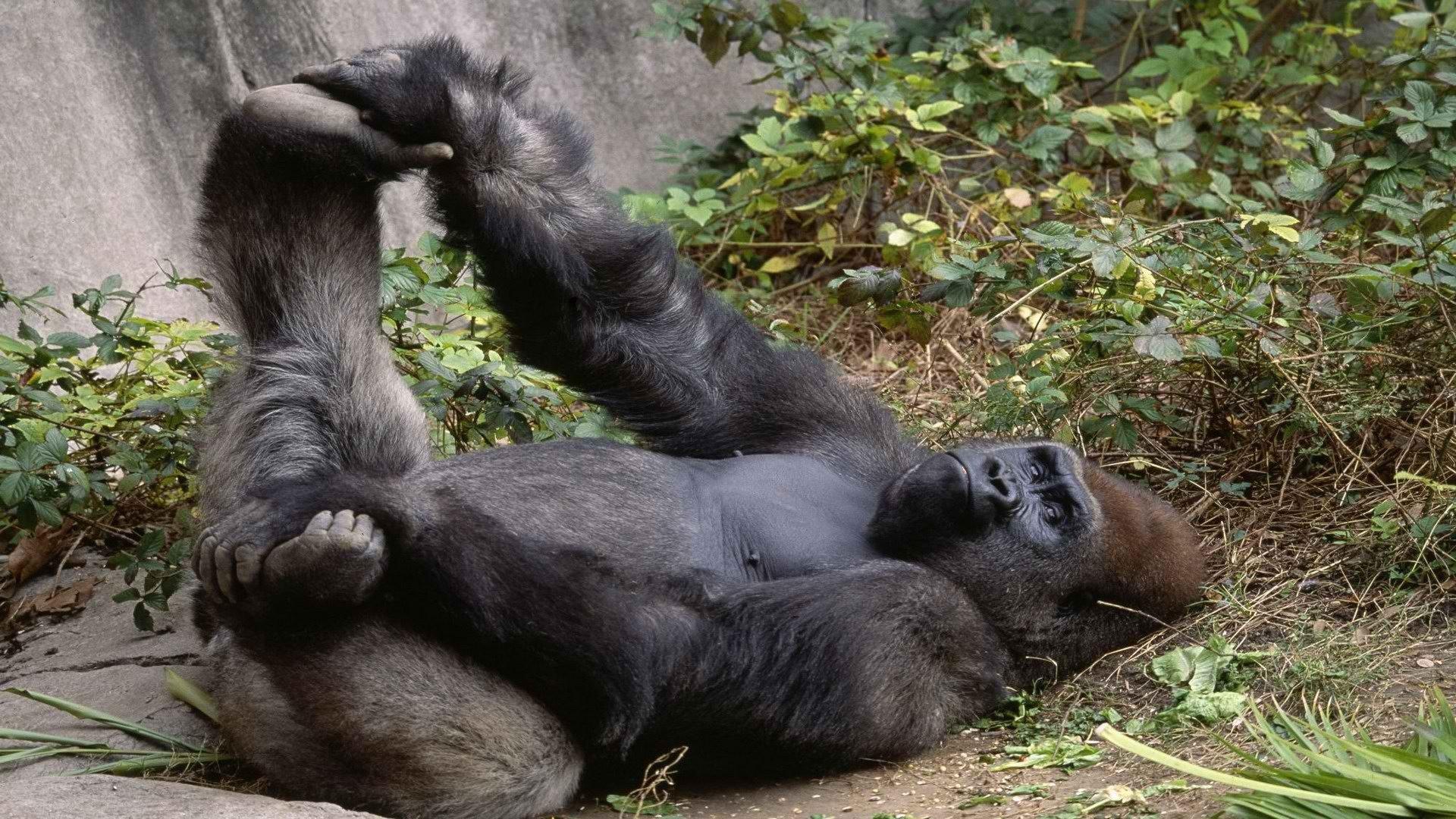 1920x1080 Gorilla wallpaper 1920x1080 Full HD (1080p) desktop background