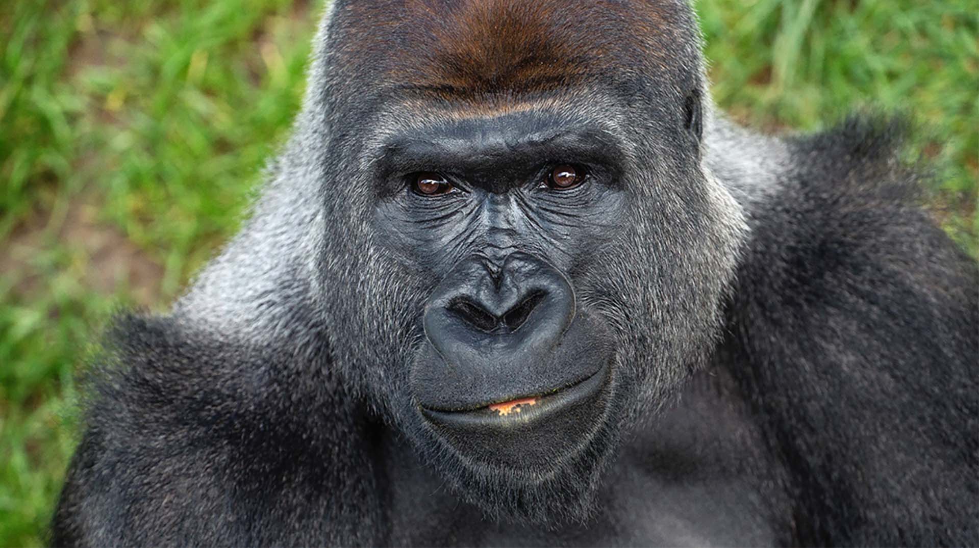 1919x1075 Gorilla wallpaper, Animal, HQ Gorilla pictureK Wallpaper 2019