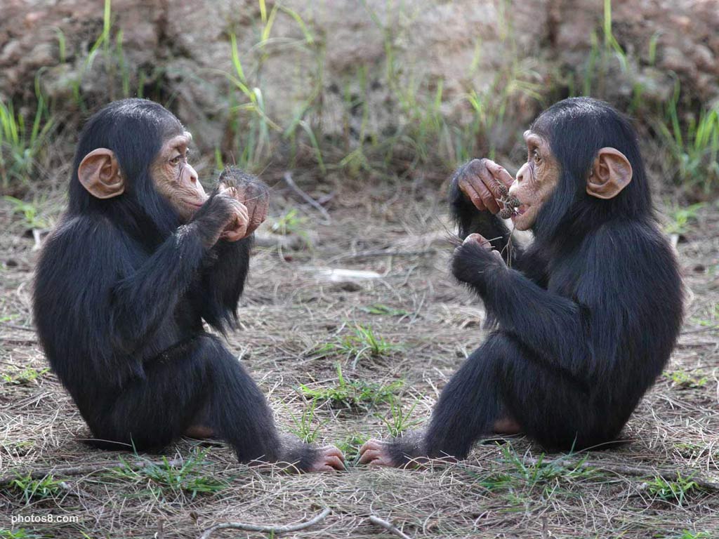 1024x768 HD Chimpanzee Wallpaper