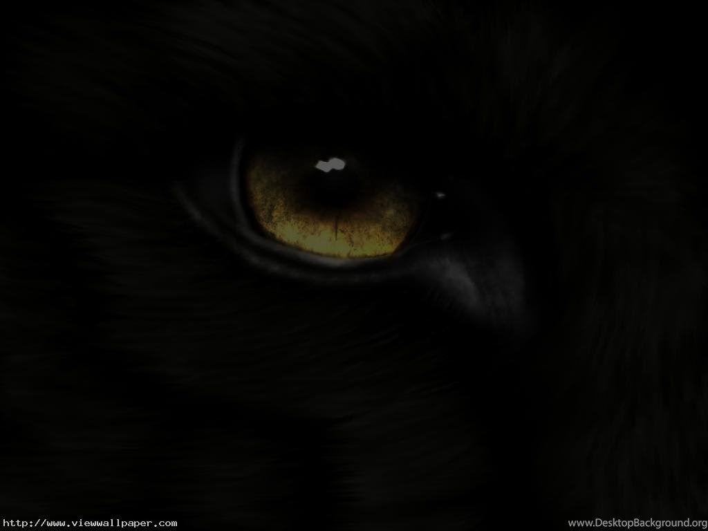 1024x768 Desktop Black Wolf Picture Wallpaper Desktop Background