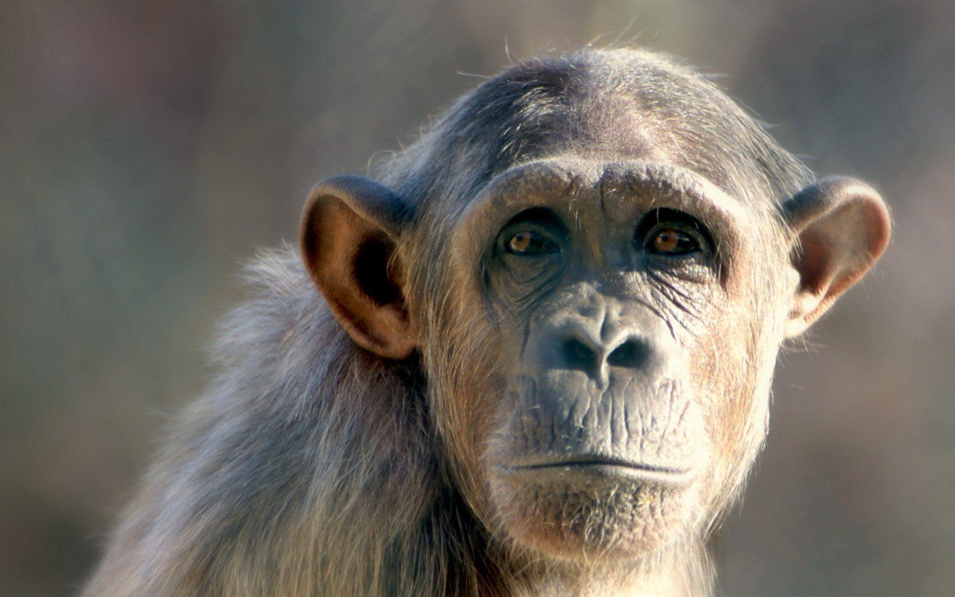 1920x1200 Chimpanzee HD Wallpaper and Background Image