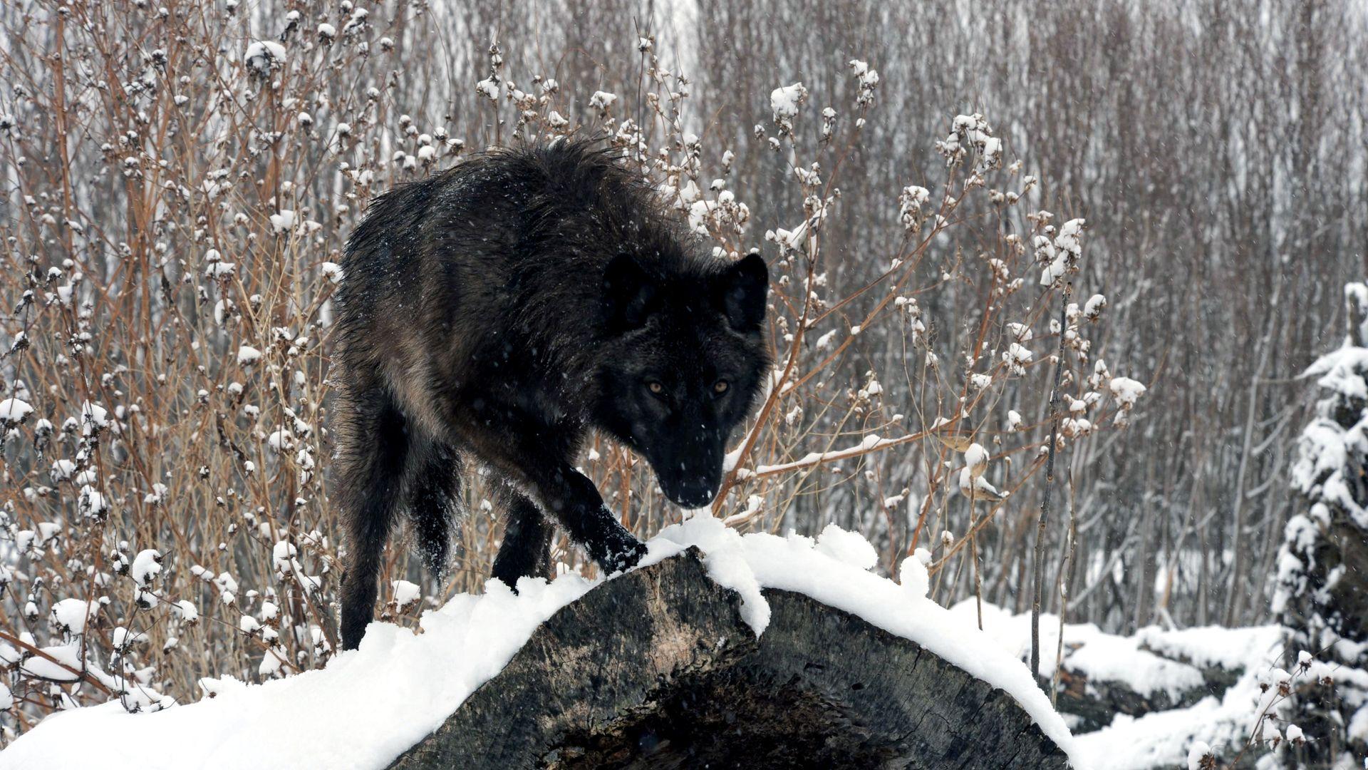 1920x1080 Black Wolf Wallpaper Wolf Hd, Download Wallpaper