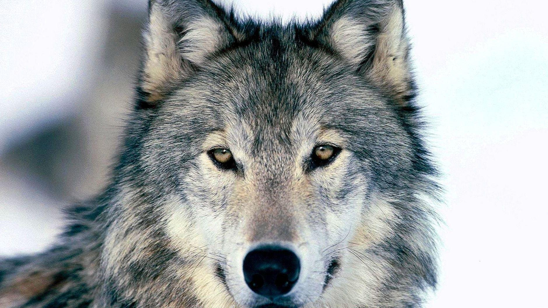 Wolf Face Wallpapers - Top Free Wolf Face Backgrounds - WallpaperAccess