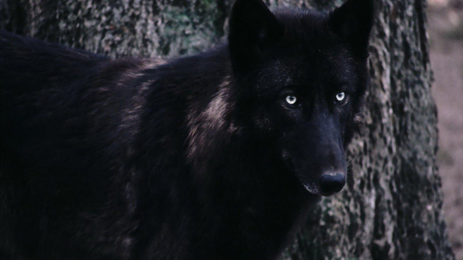 1920x1080 Timber Wolf Wallpaper