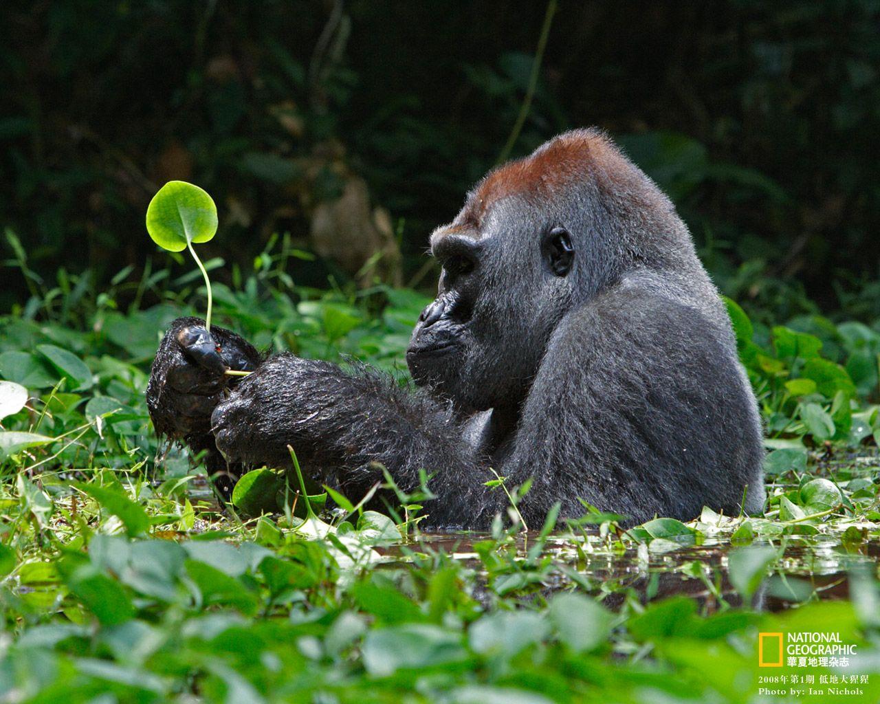 1280x1024 Wildlife: National Geographic 100 Best Wildlife Animal