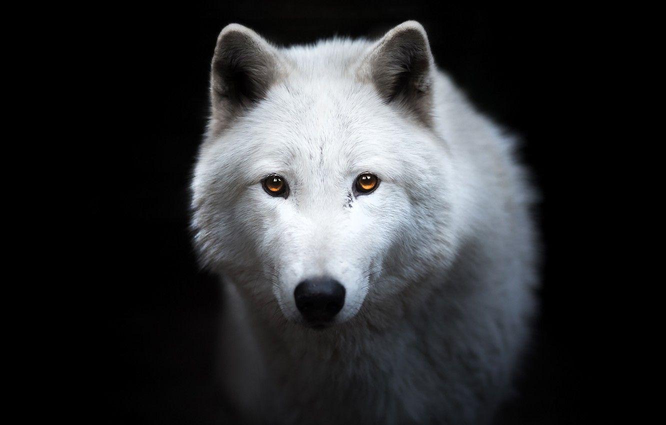 Wolf Face Wallpapers - Top Free Wolf Face Backgrounds - WallpaperAccess