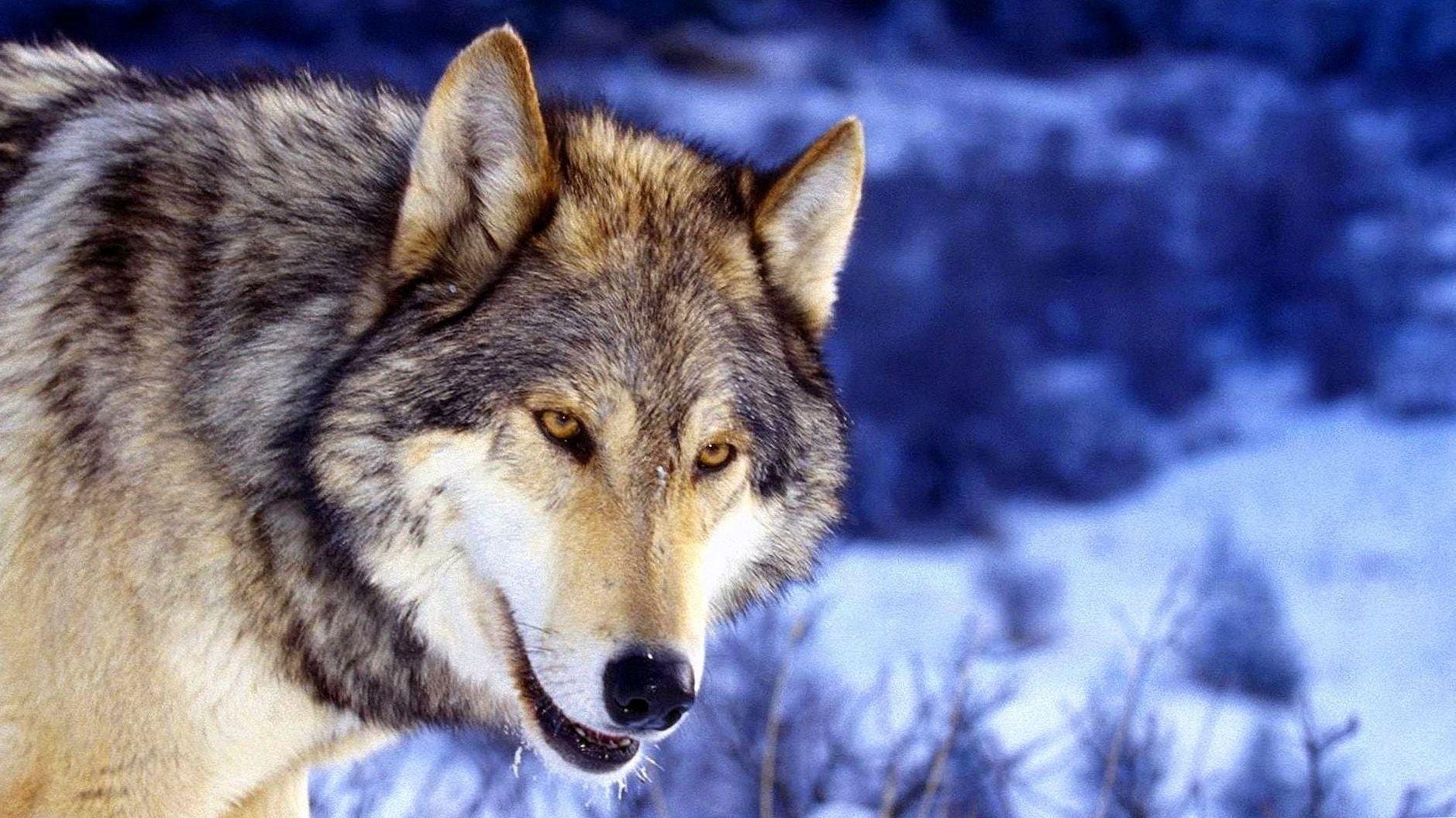 Wolf Face Wallpapers - Top Free Wolf Face Backgrounds - WallpaperAccess