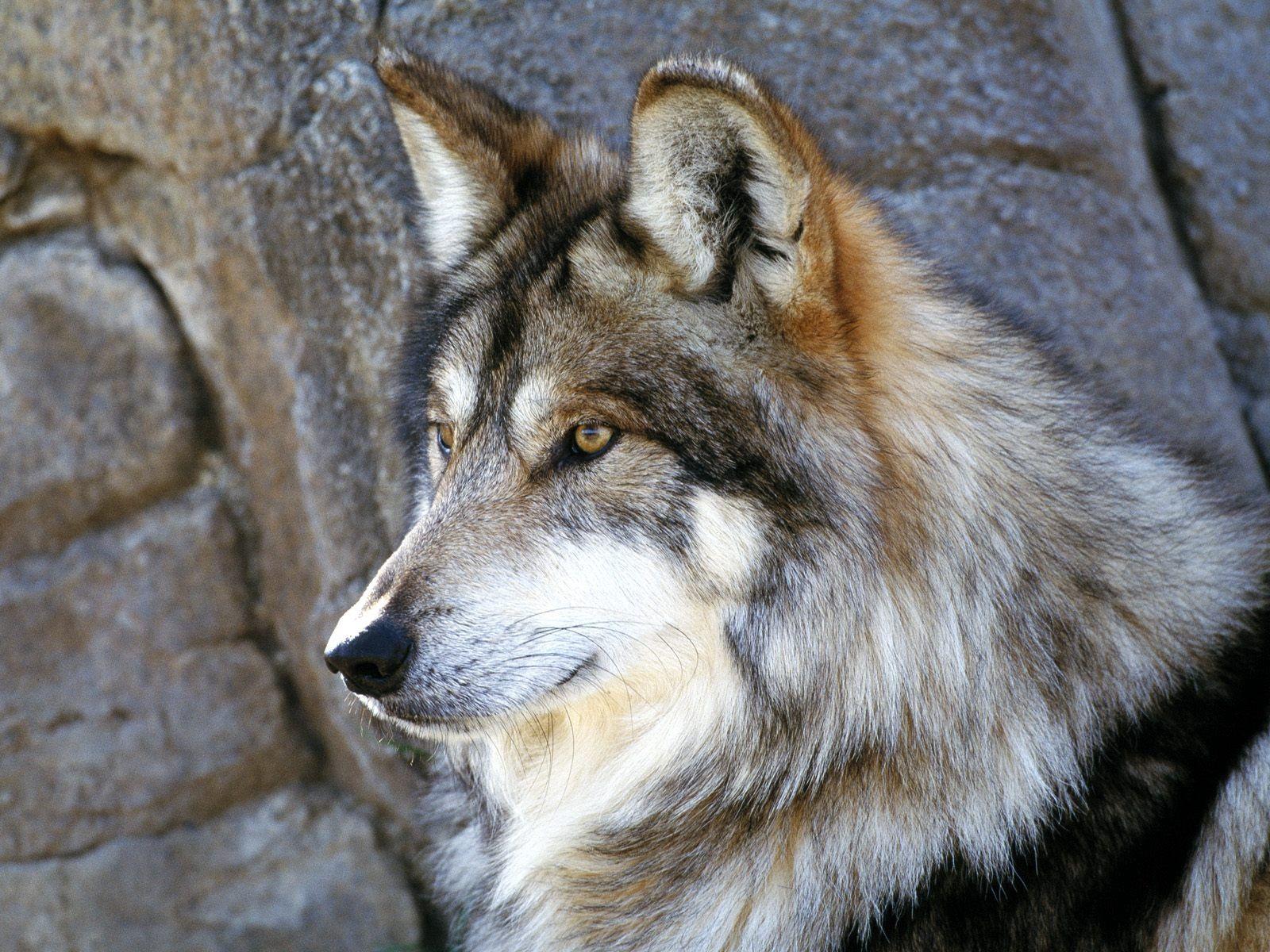 Wolf Face Wallpapers - Top Free Wolf Face Backgrounds - WallpaperAccess