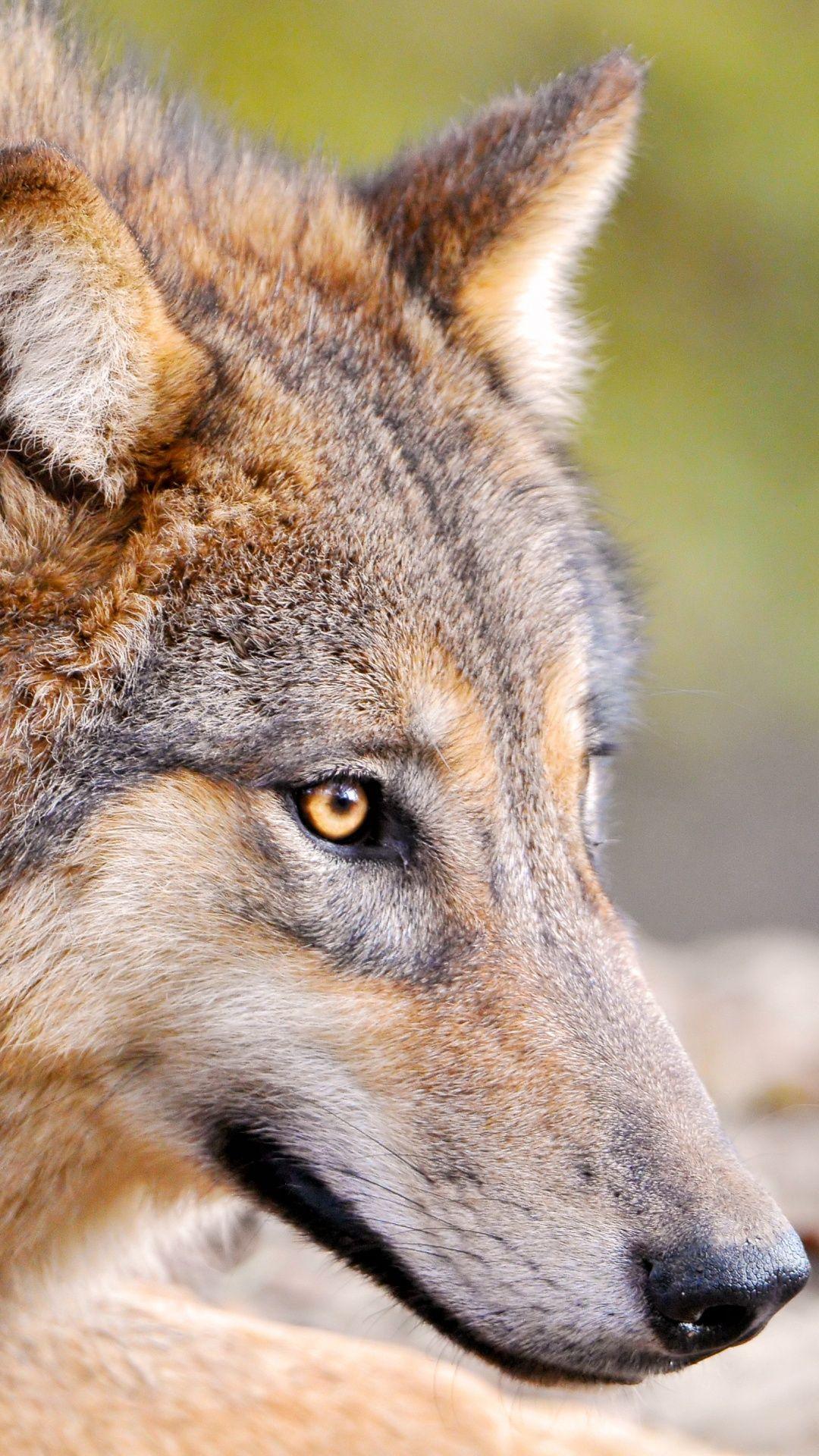 1080x1920 Predator Wolf Face Wallpaper