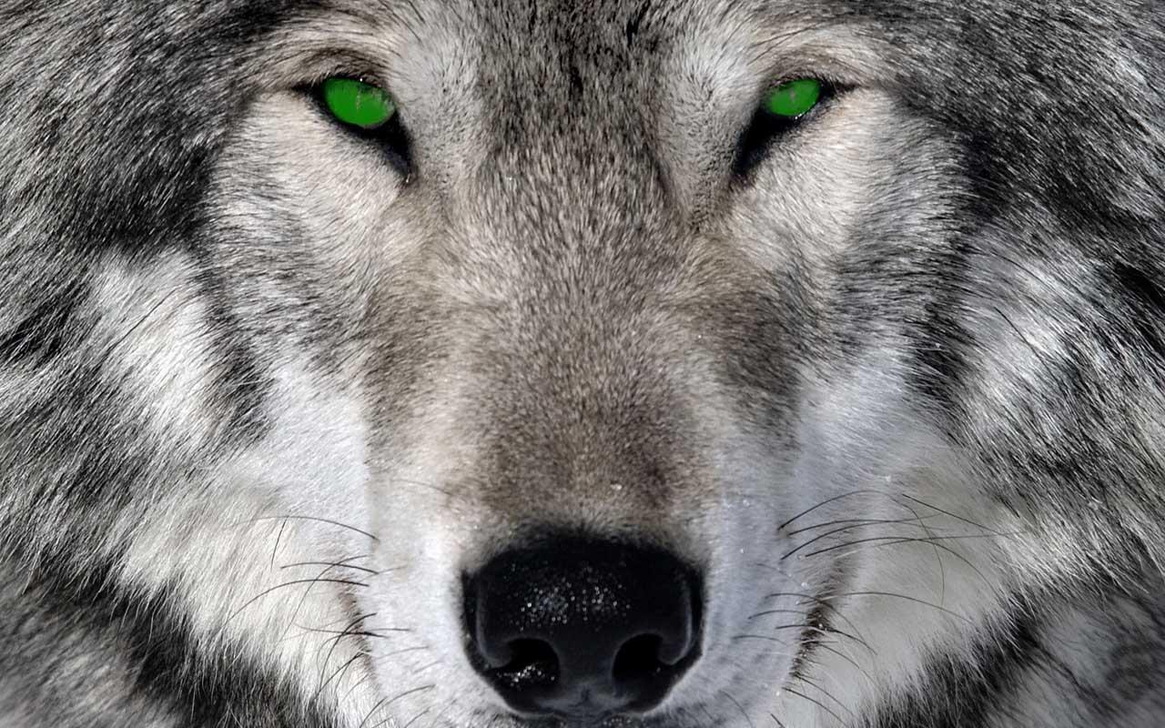 1280x800 3D wolf wallpaper free