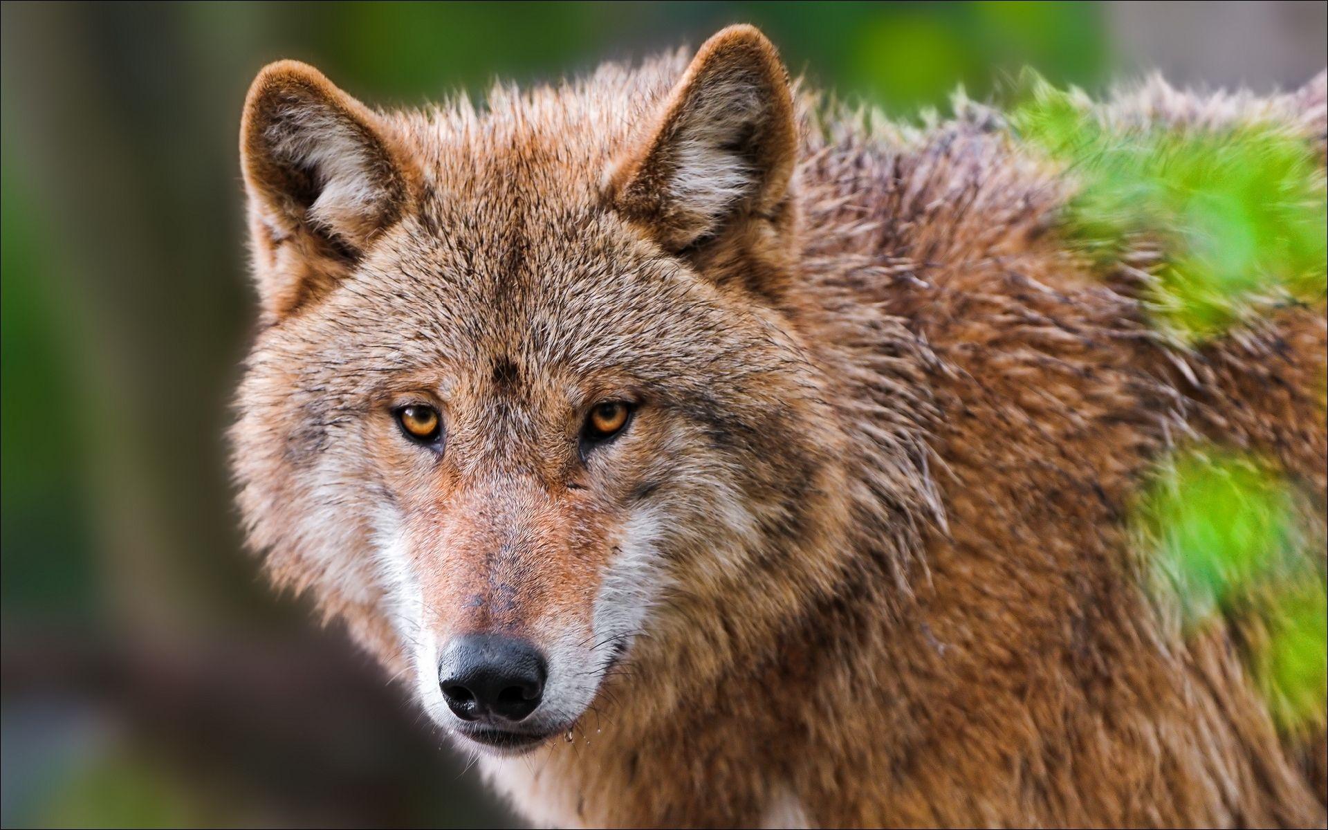 1920x1200 red wolf. Wolf ways. Animal close up, Animals, Wolf wallpaper