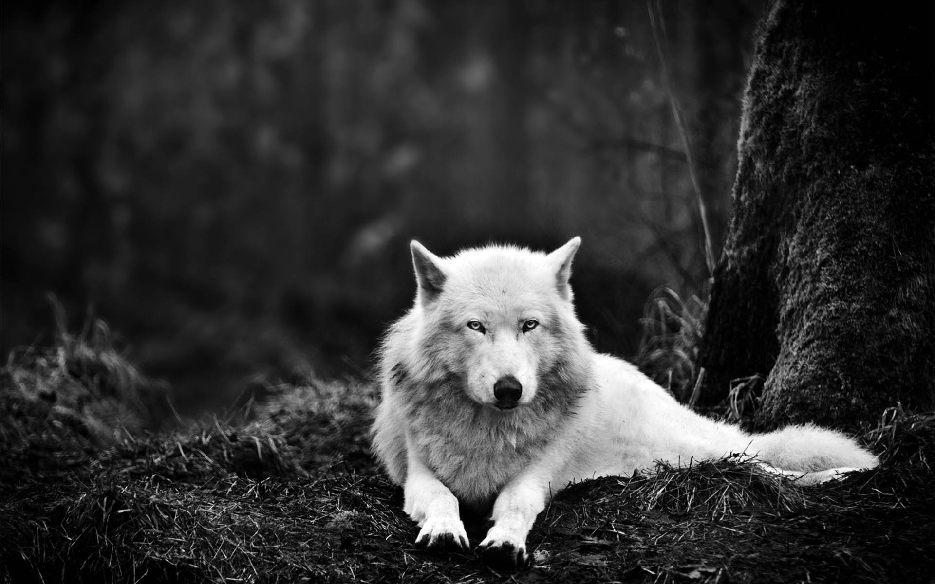 Featured image of post Black Dire Wolf Wallpaper We have a massive amount of hd images that will make your computer or smartphone