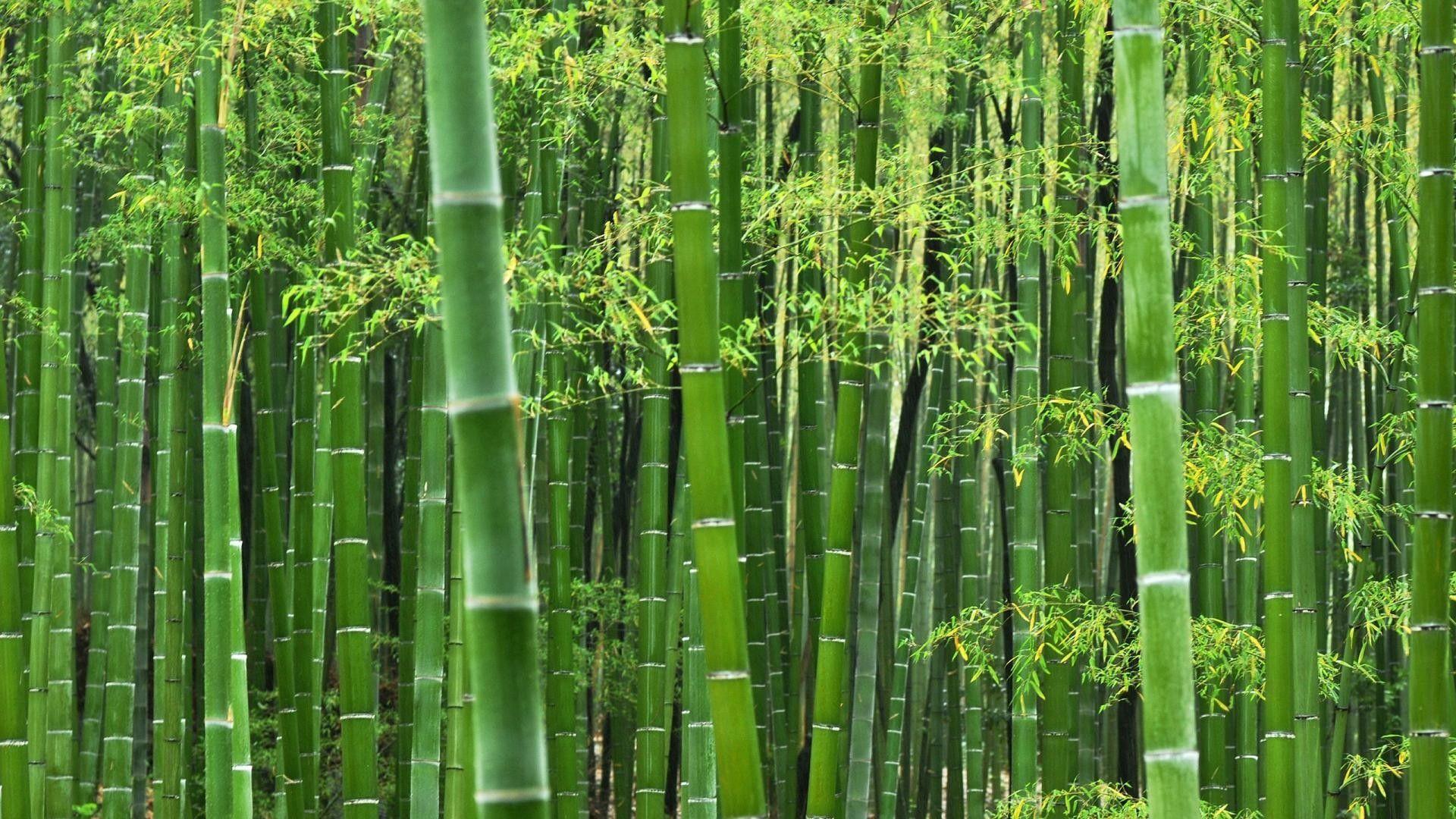 1920x1080 Bamboo Picture Wallpaper