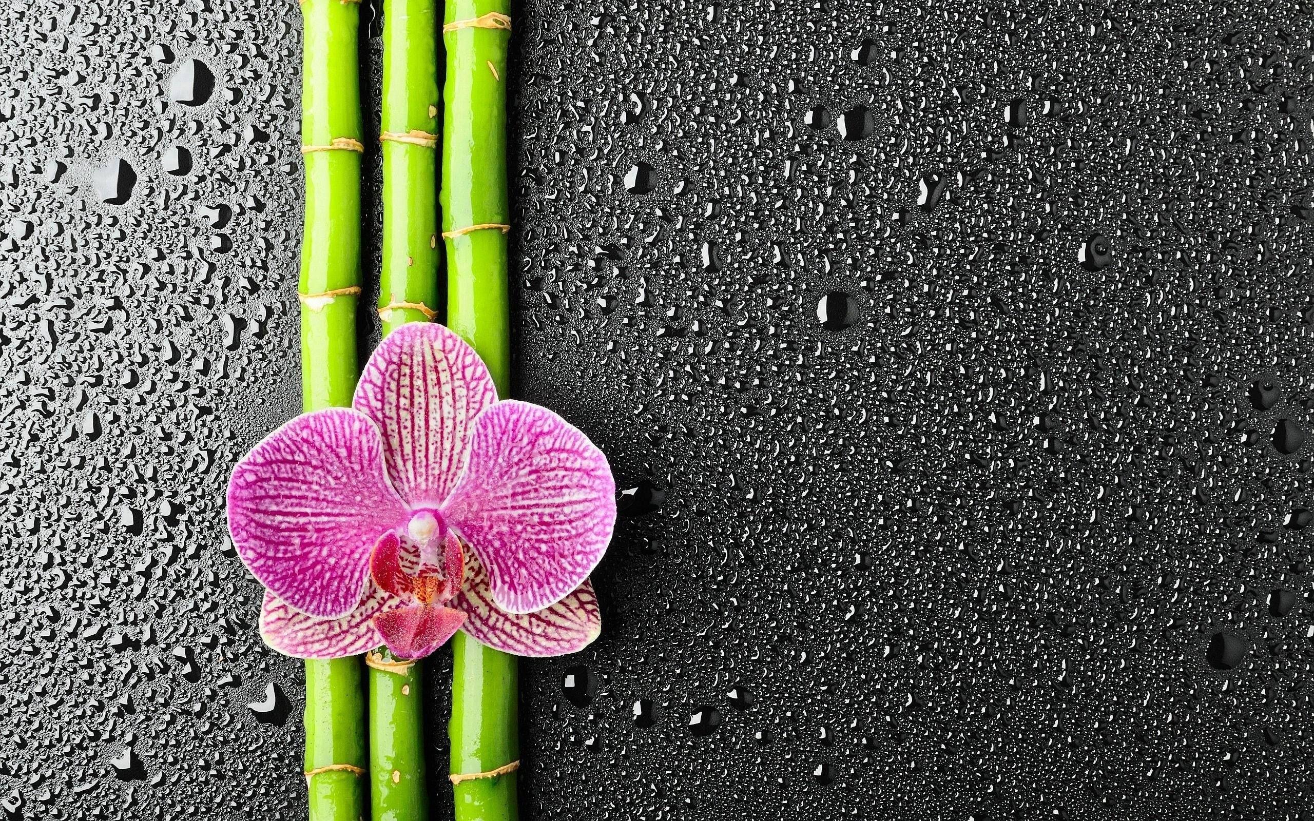 HD Bamboo Wallpapers Top Free HD Bamboo Backgrounds WallpaperAccess