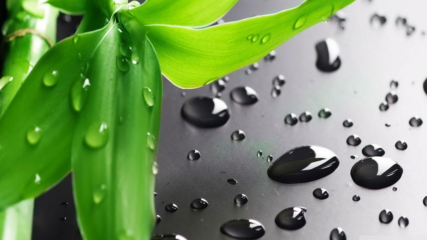 1366x768 Bamboo Leaves ❤ 4K HD Desktop Wallpaper for 4K Ultra HD TV