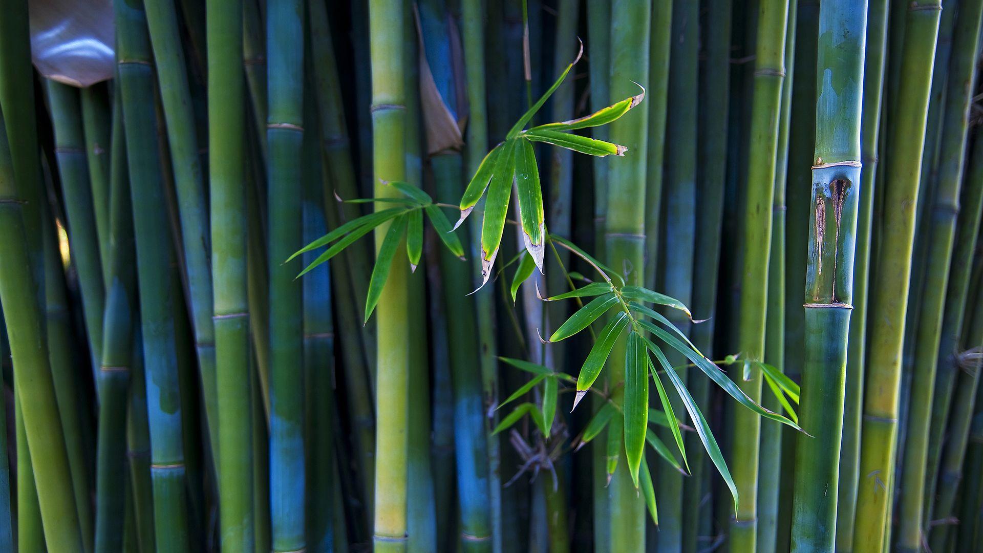 1920x1080 Bamboo Wallpaper