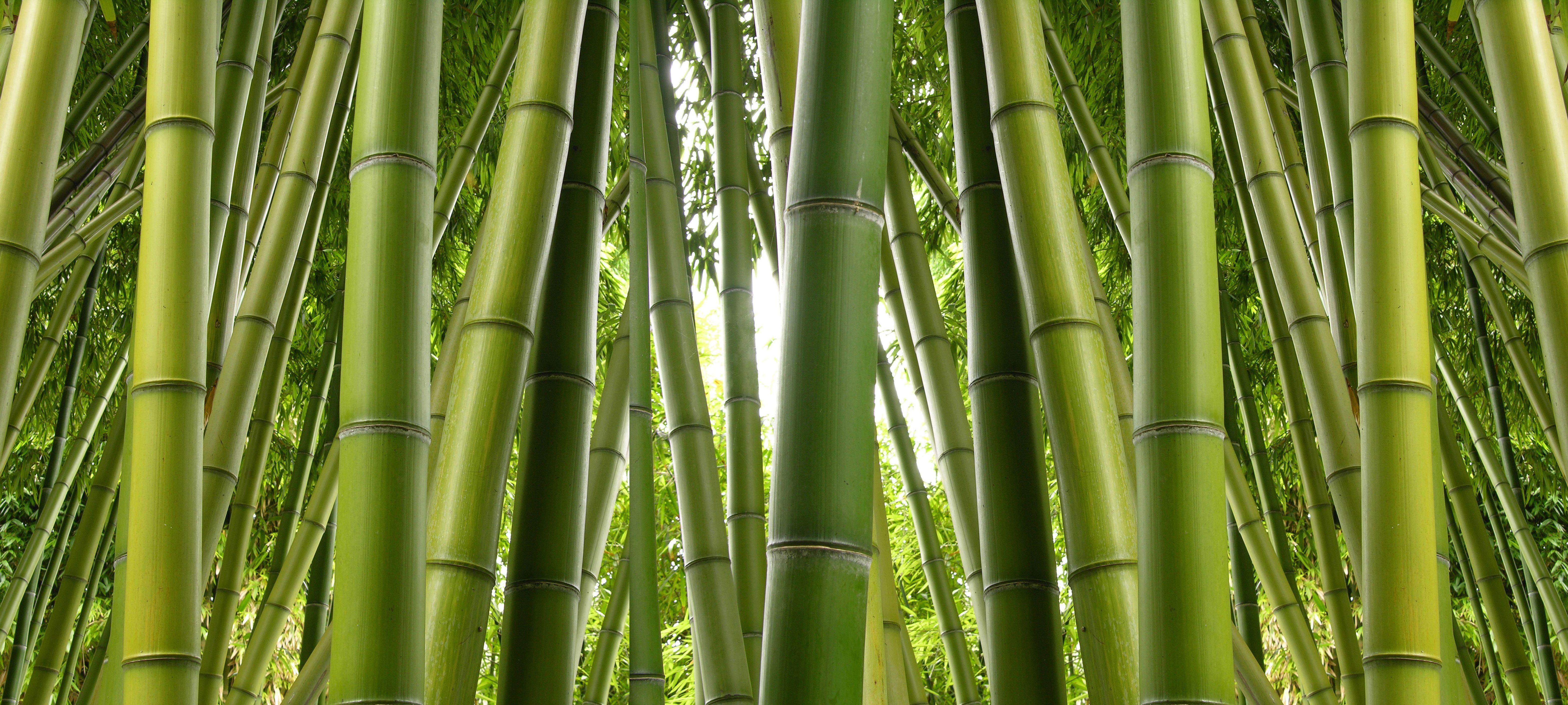 6275x2824 4K Ultra HD Bamboo Wallpaper