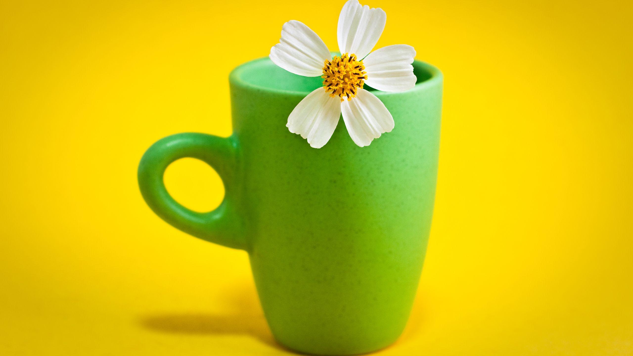 2560x1440 Flower Cup HD wallpaper