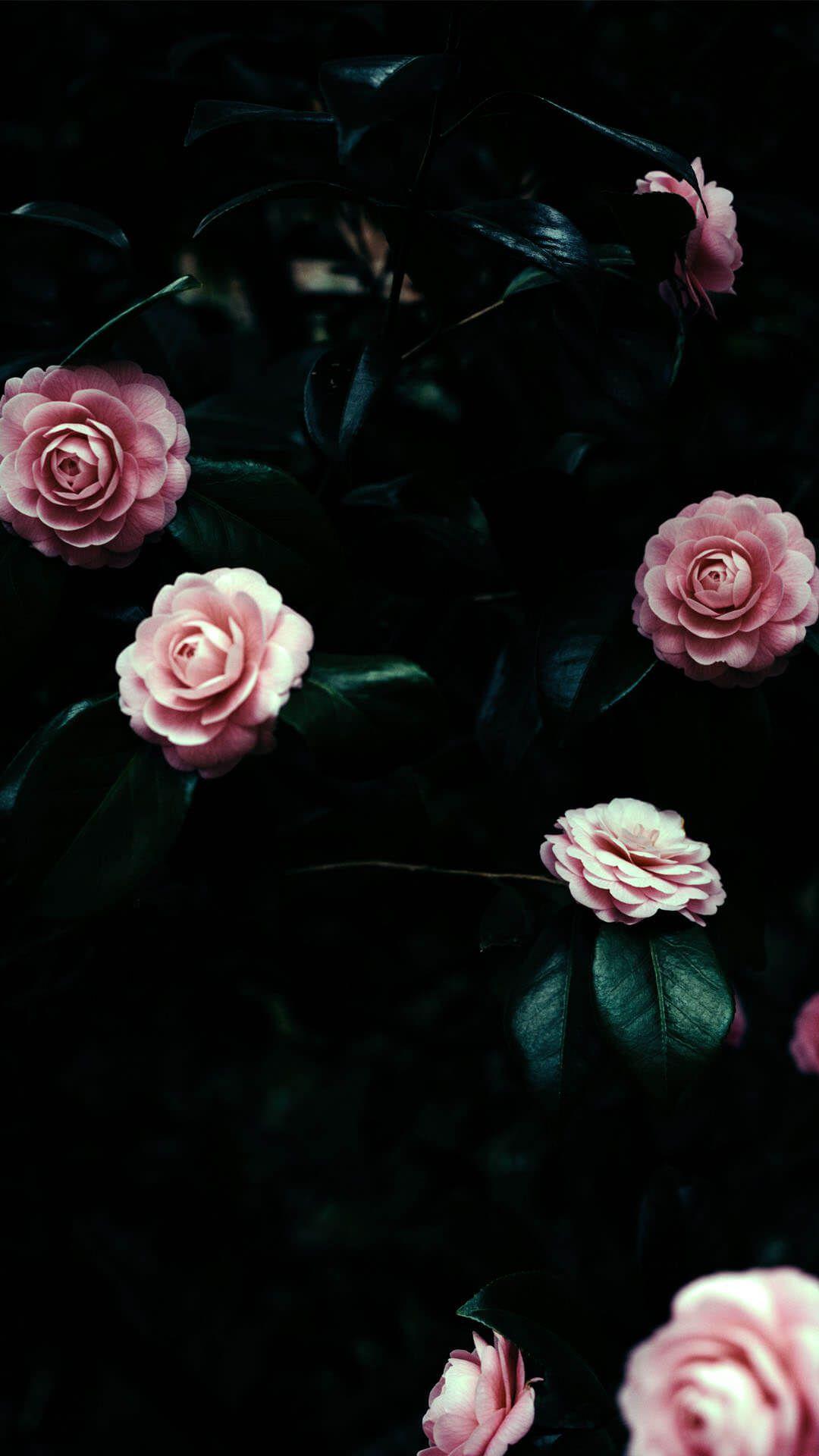 1080x1920 Những bông hoa đẹp nhất Hình nền & Nền iPhone
