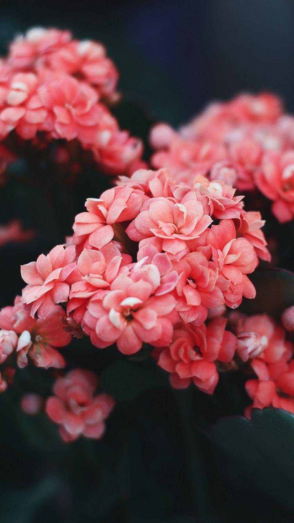 938x1668 Download wallpaper 938x1668 flowers, pink, bloom, bush, wild