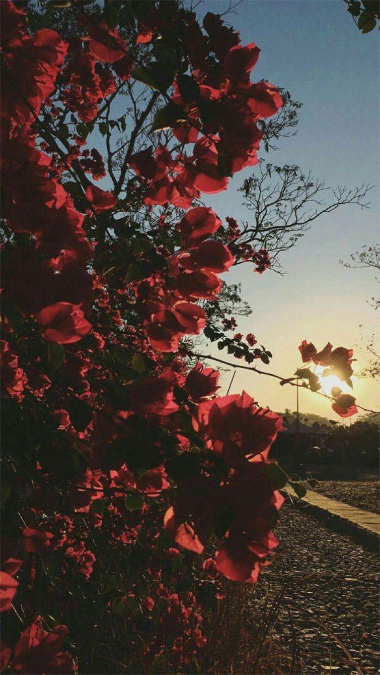 755x1339 Beautiful Flower iPhone Wallpaper Wallpaper, iPhone
