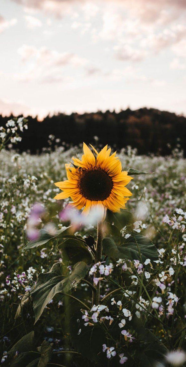 747x1475 Beautiful Flower iPhone Wallpaper Wallpaper, iPhone