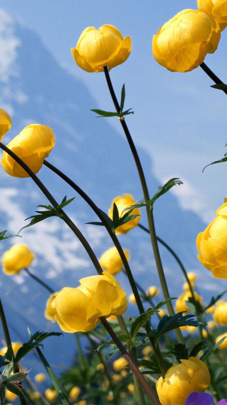 750x1334 Flowers iPhone Wallpaper